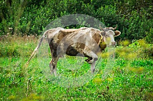 The cow in the meadow. photo